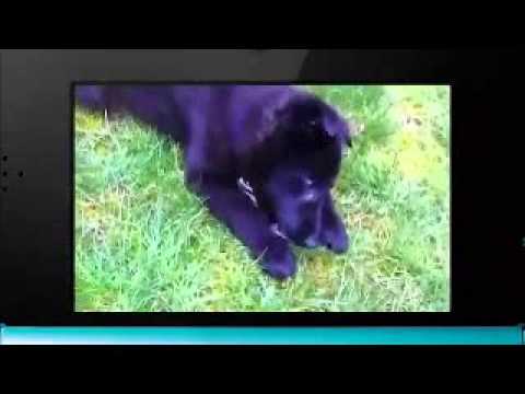 Video thumbnail for Training My Dumb Dog