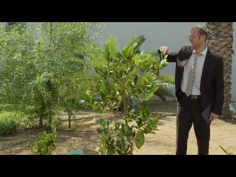 Gan HaMitzvot#9- Four Species