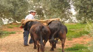 preview picture of video 'Beas de Segura, Vacas bravas uncidas.'