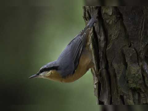 Der Kleiber mit seinem Gesang #vogelgesang #entspannung #birds #vogel
