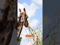 Why Are Giraffes So Tall?