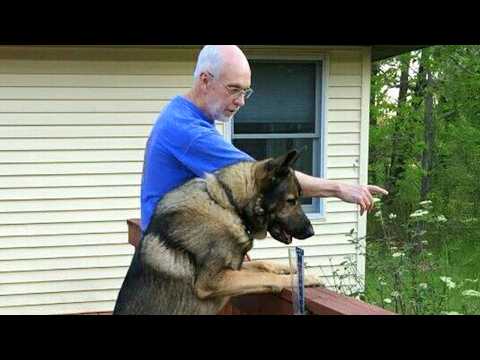 Quand vous avez un chien comique dans votre maison Vidéos drôles de chiens et d'humains