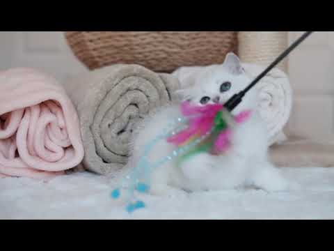 Yamina Silvertales - 7 weeks