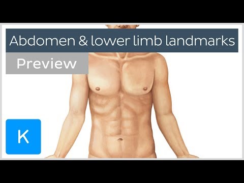 Surface anatomy landmarks of the abdomen and lower limb (preview) - Human Anatomy | Kenhub
