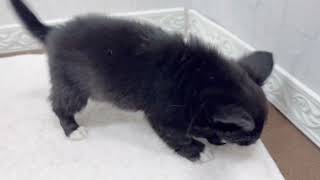 ハーフ犬の動画01