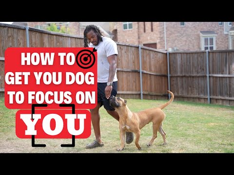 Building Focus & Communication (Presa Canario)