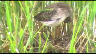 preview picture of video 'Nesting Redshank'