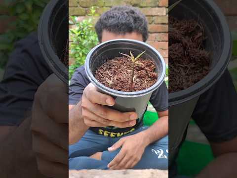 Propagating a mango 🥭 plant from seed 🌰 #propagation #germination #shorts
