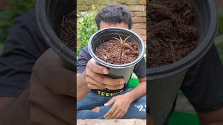 Propagating a mango 🥭 plant from seed 🌰 #propagation #germination #shorts
