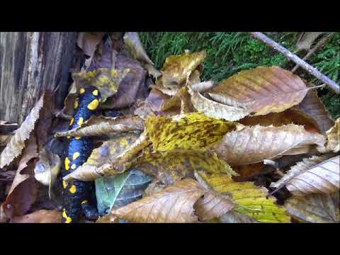 Rusca  Montana toamna = de la Firiz la  Cleantul Soimului