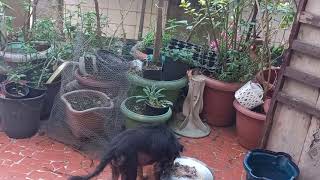 ALERTA DE GOLPE,  (URGENTE!)