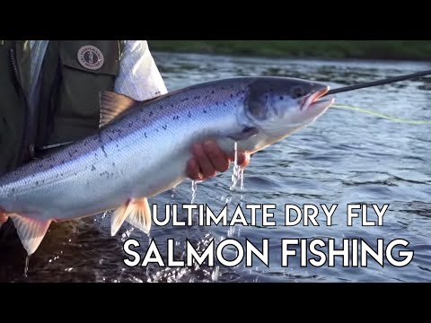 Epic Dry Fly Salmon