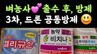 벼농사???? 출수 후, 병해충방제???? 상주농협 3차 드론, 공동방제