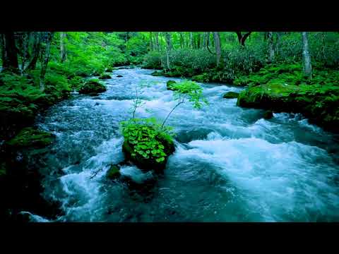 Forest River flowing in Early Morning 4k. Relaxing River Sounds, White Noise for Sleep, Meditation.