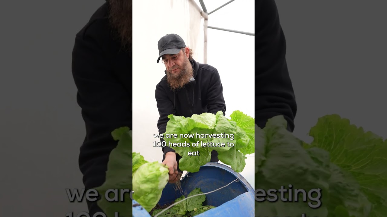 Hydroponic Rooftop Gardening in Lebanon