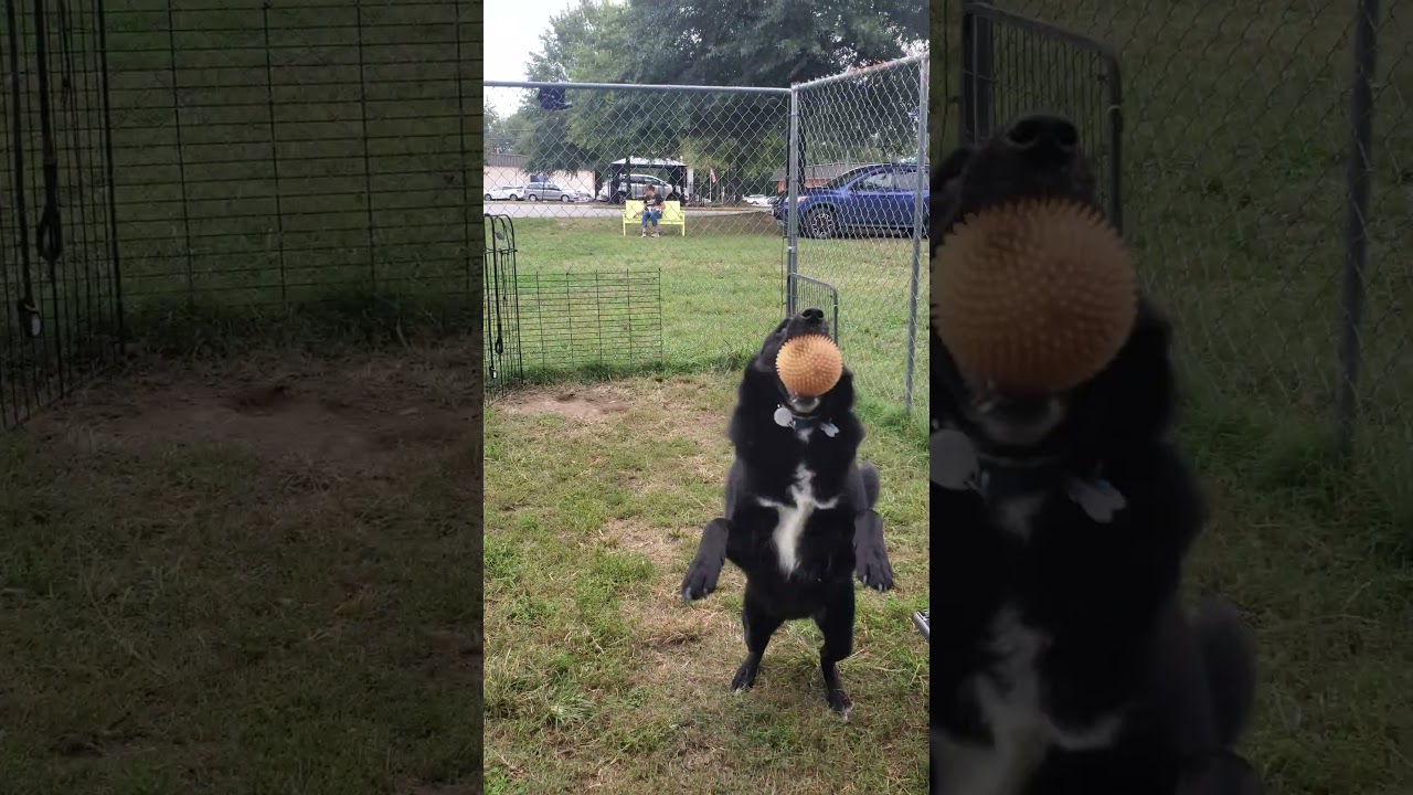 Enlarge Groot, a Adoptable Mixed Breed in Fredericksburg, VA video 6/6
