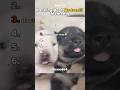 Funniest Medazelli Ranking Medazelli Tiktok