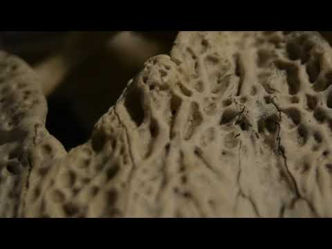 Oddities - Alligator Skull - Closet of Bones - Music Video Teaser Collection