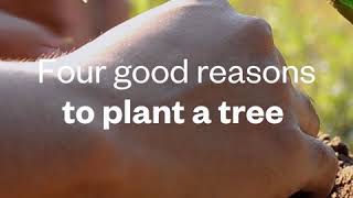 How does tree-planting help?