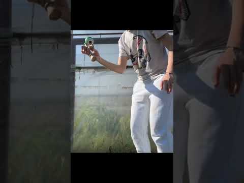 Am dat swing spike #kendama #skills