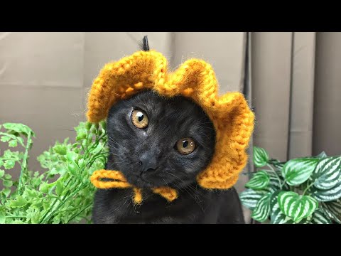 I made a crochet cat hat in under *1 HOUR*! Super EASY!