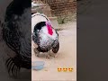 Beautiful Turkey bird #beautiful #cute #pets #animals #birds #funny #shorts #explore