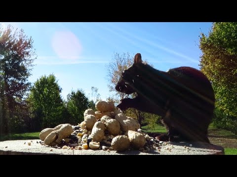 White-tailed deer wanders through the yard while a black squirrel eats lunch