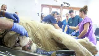 Feline Medicine & Reproduction Workshop (Infomercial)