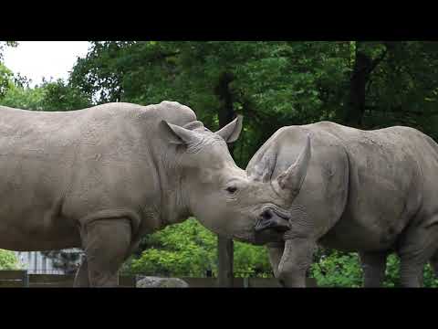 4K Wildlife of Kwazulu-Natal, South Africa-Wild Animals of Africa & Relaxing Nature In 4K (Africa)