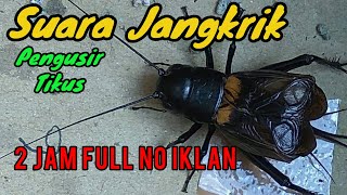 Download lagu Suara Jangkrik 2 Jam mp3
