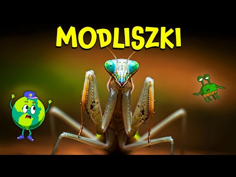 Modliszka: Kosmita w Twoim Ogrodzie | Film Edukacyjny Dla Dzieci