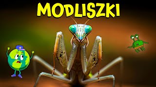 Modliszka: Kosmita w Twoim Ogrodzie | Film Edukacyjny Dla Dzieci