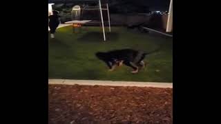 Video preview image #1 Doberman Pinscher-Unknown Mix Puppy For Sale in Escondido, CA, USA
