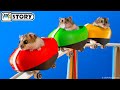 Hamsters on the World's Largest Roller Coaster in the Amusement Park Maze 🐹 Homura Ham Pets