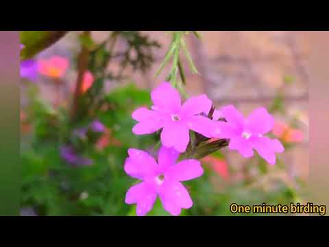 Rain, flowers and koel song | A blissful morning |  #flowers #gardensetup #gardeningtips #gardening