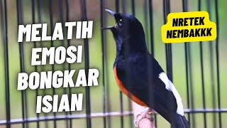 Download lagu MURAI BATU GACOR FULL ISIAN TEMBAKAN KASAR KRETEKAN KERAS AMPUH MEMANCING EMOSI MURAI BATU mp3 Download lagu MURAI BATU GACOR FULL ISIAN TEMBAKAN KASAR KRETEKAN KERAS AMPUH MEMANCING EMOSI MURAI BATU mp3