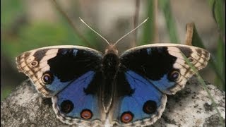 preview picture of video 'Blue Pansy (Junonia orithya) butterfly mating dance'