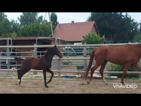 HF 2021 Diamond First x Foundation x Hohenstein, prämiert (verkauft)