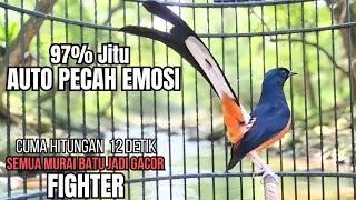 Download lagu PANCINGAN murai batu GACOR FIGHTER melatih bongkar materi, Jadikan burung cepat emosi AUTO NGAMUK mp3 Download lagu PANCINGAN murai batu GACOR FIGHTER melatih bongkar materi, Jadikan burung cepat emosi AUTO NGAMUK mp3