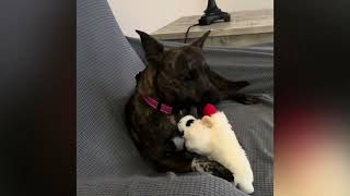 Video preview image #1 Chihuahua-Feist Terrier Mix Puppy For Sale in Cookeville, TN, USA