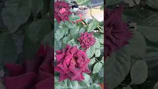 EXTRAÑANDOTE,Marco Antonio Solis