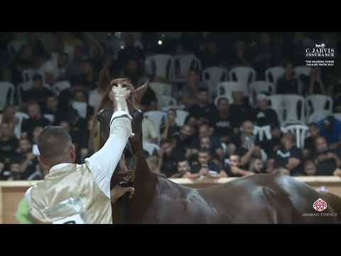 N 230 MUNTASIR J   The Arabian Horse Galilee Show 2023   Stallions 6 8 Years Old Class 25