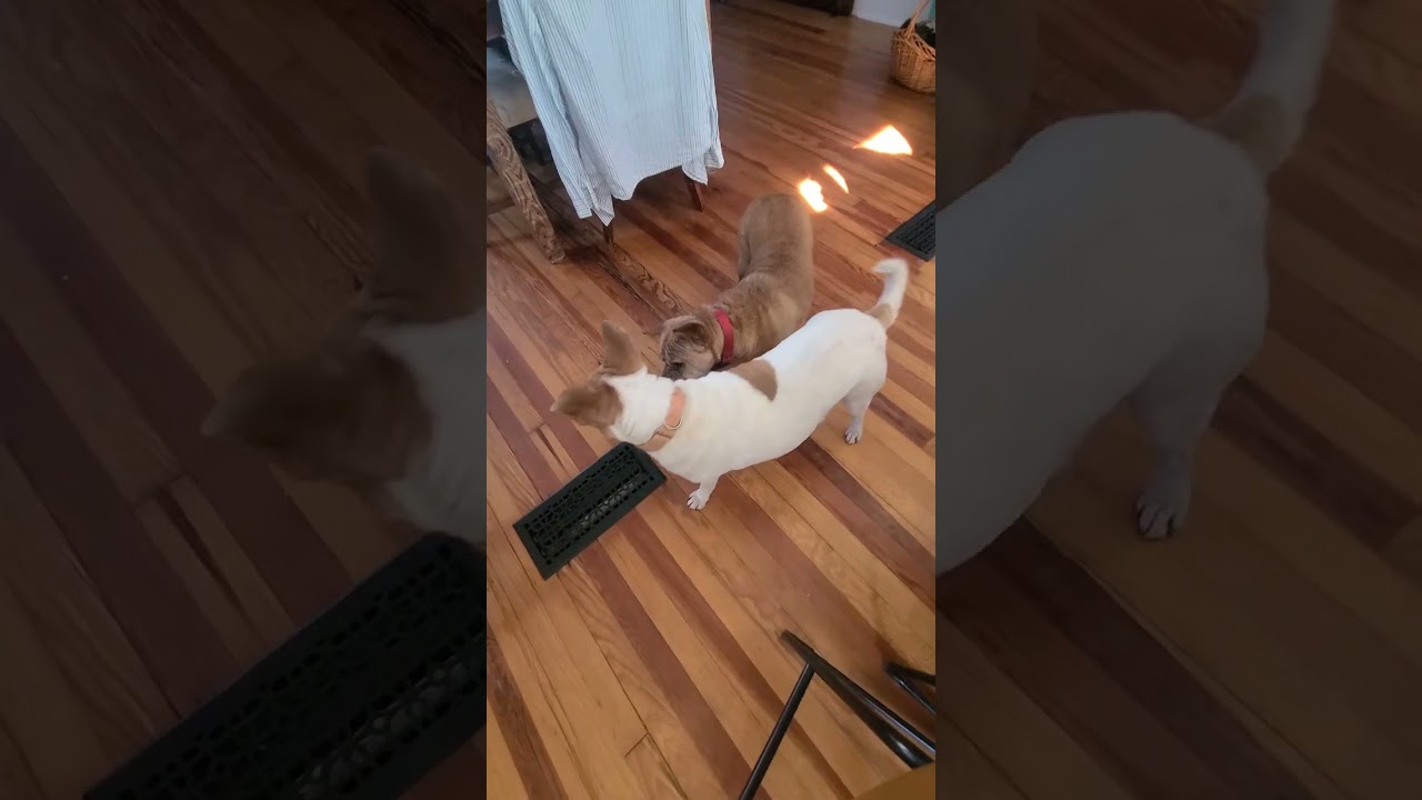 Ivy, a Adoptable Mixed Breed in Fredericksburg, VA video 3/3