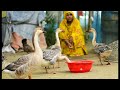 Prosperity Bari: A model for sustainable poverty alleviation through income diversification
