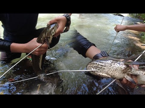 SE03EP026 Part 2 - MAPANG LINLANG na SNAKEHEAD | SUMASABAY sa PAG LABO ng LUNGGA - San Pablo City,