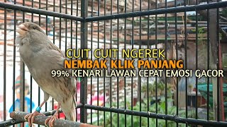 Download lagu kenari gacor panjang Cuit Cuit EMOSI, Pancingan Kenari Paud Belajar Bunyi, terapi AMPUH Kenari MACET mp3 Download lagu kenari gacor panjang Cuit Cuit EMOSI, Pancingan Kenari Paud Belajar Bunyi, terapi AMPUH Kenari MACET mp3