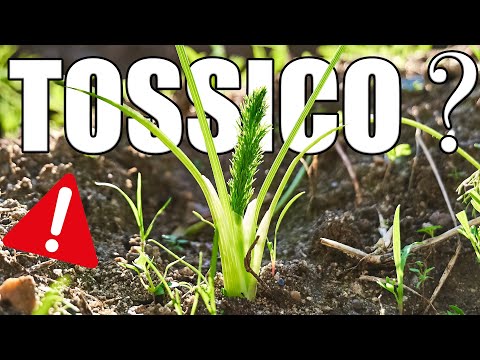 Conosci la Ferula? il Finocchiaccio