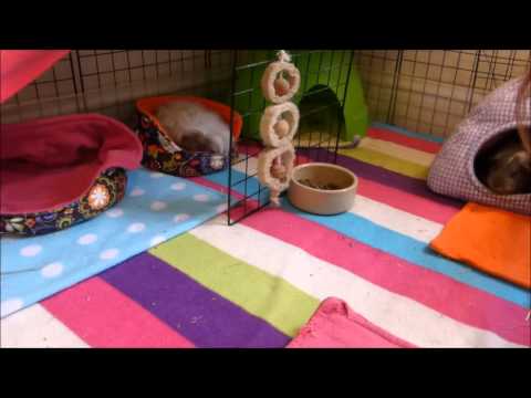 YouTube video about: How to pick up a guinea pig that runs away?