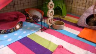 HOW TO: Pick up Your Guinea Pigs Quickly and Easily!