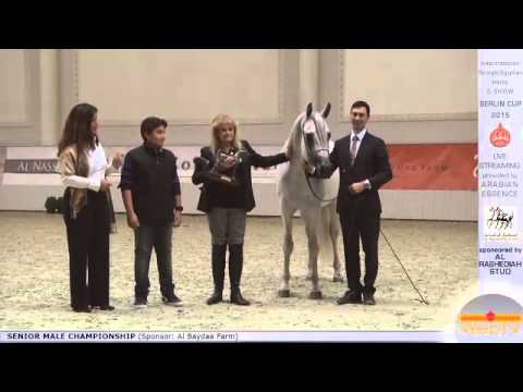 3rd N.16 MURANAS AMIR - Berlin Cup S-Show Werder 2015 - Senior Stallion Championship (Class 18)